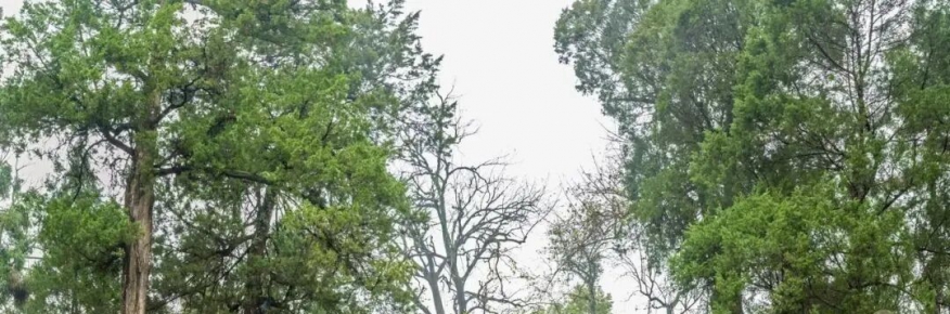 飞祖七律四首解读