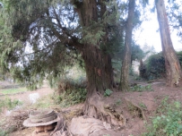 乌鸦坟的神奇传说