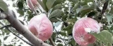 咏山西万荣苹果(其二)