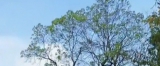 武汉岳王庙遗址