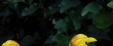 菊赞
