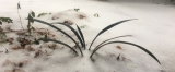 我养的兰花今年在这里过年
