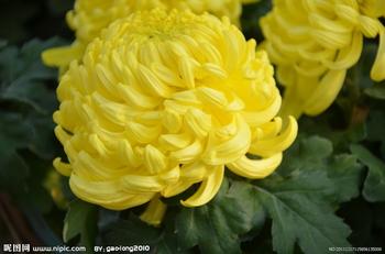 u=3008696220,1095600177&fm=23&gp=0.jpg