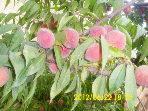 DSCI0528_副本.jpg